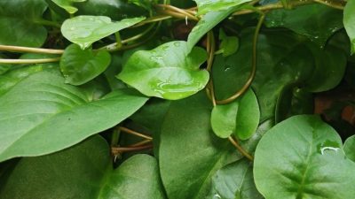 Manfaat Daun Binahong untuk Luka Bakar: Penjelasan Medis, Efektivitas, dan Cara Penggunaannya