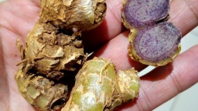 Memahami Perbedaan Harga: Kenapa Kunyit Hitam Curcuma Lebih Mahal dari Kunyit Biasa?