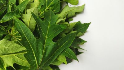 Menelusuri Efektivitas Herbal: Apa Manfaat Daun Pepaya untuk Demam Berdarah?