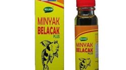 Menelusuri Khasiat Minyak Belacak untuk Meredakan Encok dan Nyeri Sendi