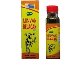 Menelusuri Khasiat Minyak Belacak untuk Meredakan Encok dan Nyeri Sendi
