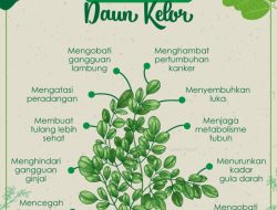 Mengungkap Ragam Manfaat Daun Kelor untuk Kesehatan Tubuh Secara Medis