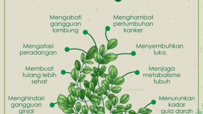 Mengungkap Ragam Manfaat Daun Kelor untuk Kesehatan Tubuh Secara Medis