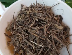 Panduan Lengkap: Bagaimana Cara Mengolah Daun Cincau Hitam untuk Maag Secara Alami