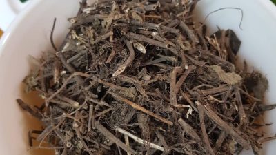 Panduan Lengkap: Bagaimana Cara Mengolah Daun Cincau Hitam untuk Maag Secara Alami