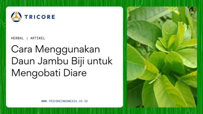 Panduan Lengkap: Bagaimana Cara Mengolah Daun Jambu Biji untuk Diare Secara Efektif dan Aman