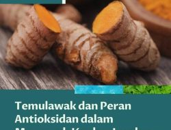 Panduan Lengkap Kesehatan Pencernaan: Kenapa Ramuan Temulawak Baik untuk Lambung?