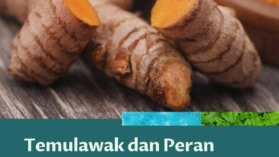 Panduan Lengkap Kesehatan Pencernaan: Kenapa Ramuan Temulawak Baik untuk Lambung?