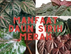 Potensi dan Alasan Ilmiah di Balik Daun Sirih Merah sebagai Obat Pendamping Diabetes