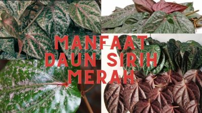 Potensi dan Alasan Ilmiah di Balik Daun Sirih Merah sebagai Obat Pendamping Diabetes