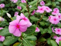 Potensi Herbal dalam Dunia Medis: Apa Manfaat Tanaman Tapak Dara untuk Kanker?